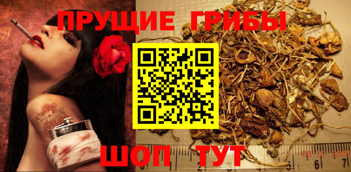 Кунгур  где купить наркоту  Псилоцибиновые грибы Cubensis  Вход с VPN  Псилоцибиновые грибы прущие грибы 